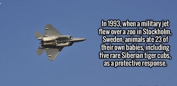random_fact