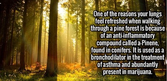 random_fact