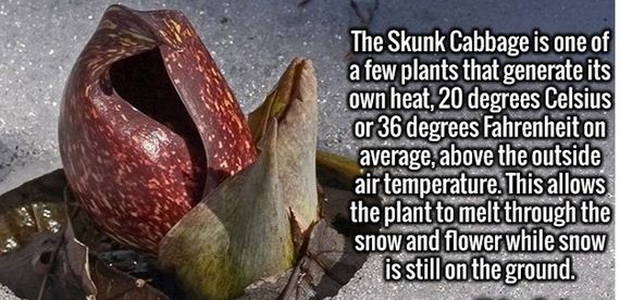random_fact