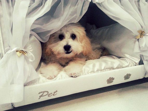sleep_pet_together