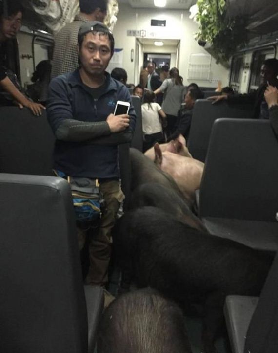 Pigs-Ride-Trains