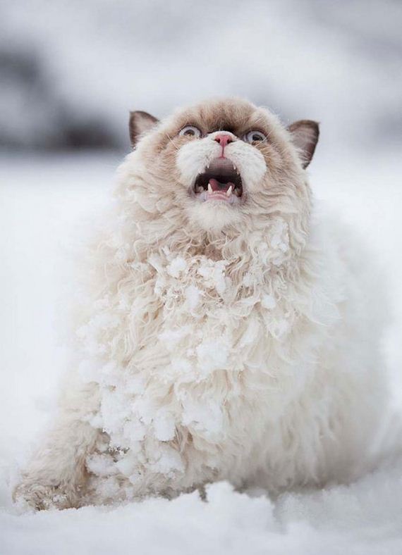 animals-and-snow