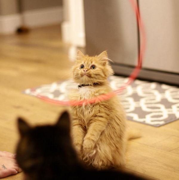 couple-adopts-adorable