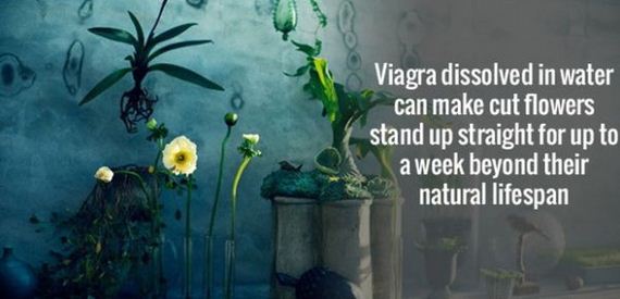 fun_facts