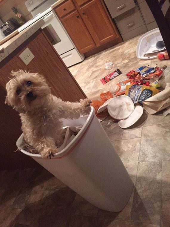 funny-pictures-1139