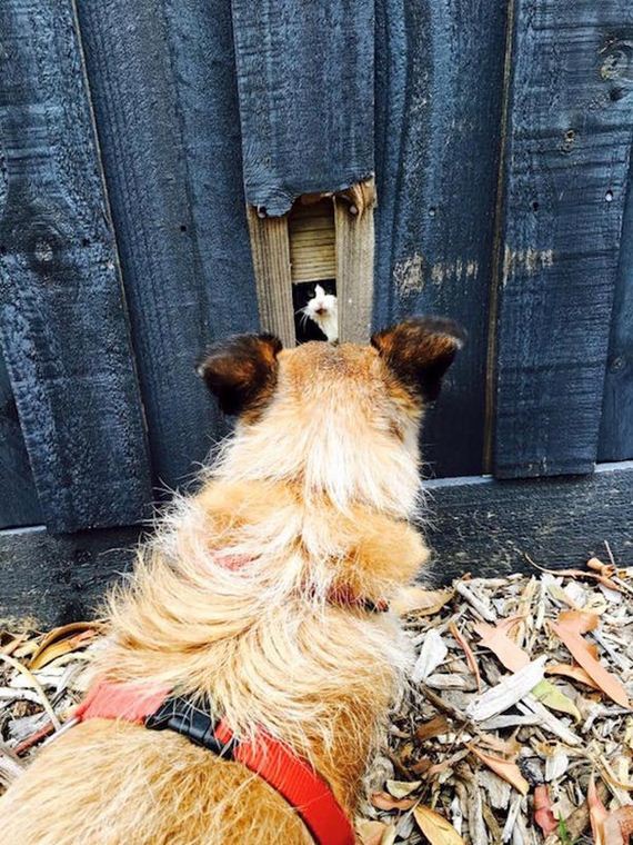 funny-pictures-1139