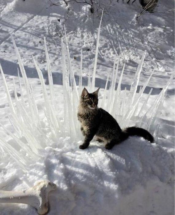 funny-pictures-1140