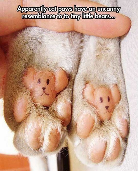 funny-pictures-1143
