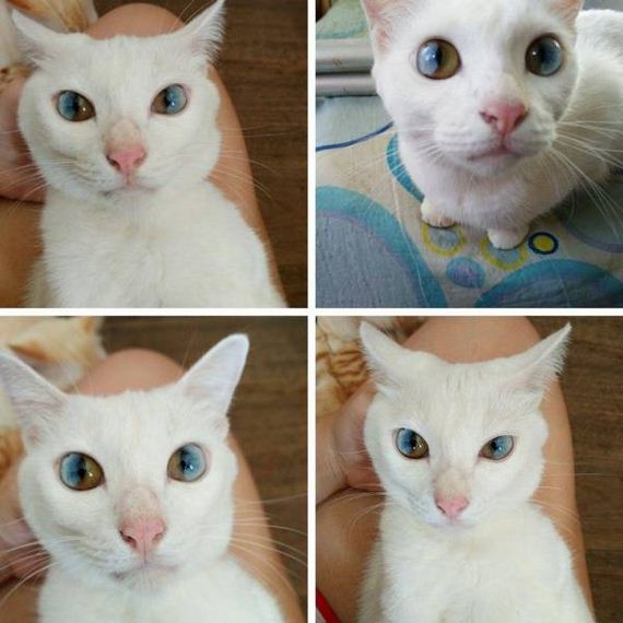funny-pictures-1145