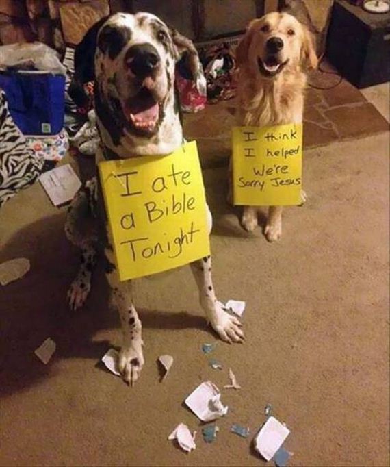 funny-pictures-1145