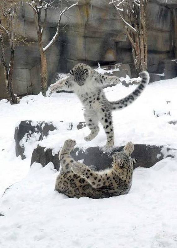 funny-pictures-1145