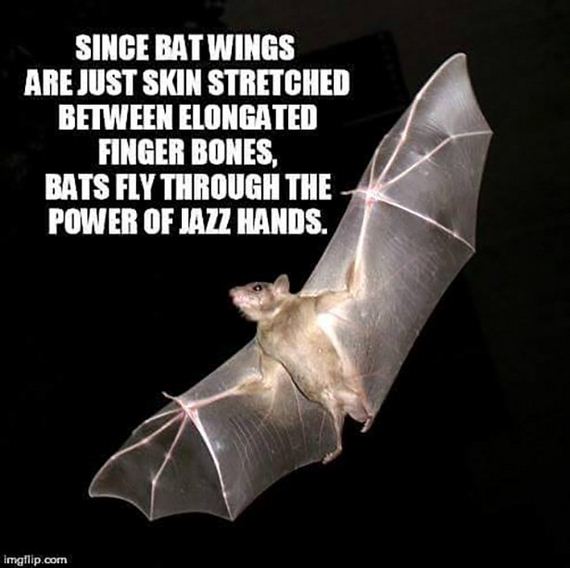 funny-pictures-1147