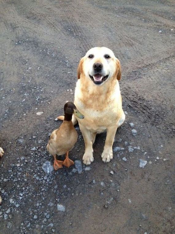 funny-pictures-1151