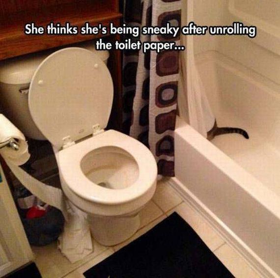 funny-pictures-1151
