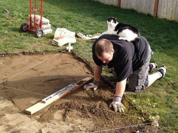 funny-pictures-1152