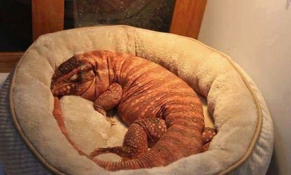 funny-pictures-1152