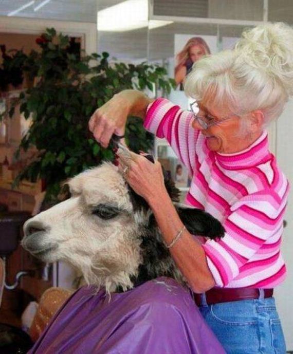 funny-pictures-1152