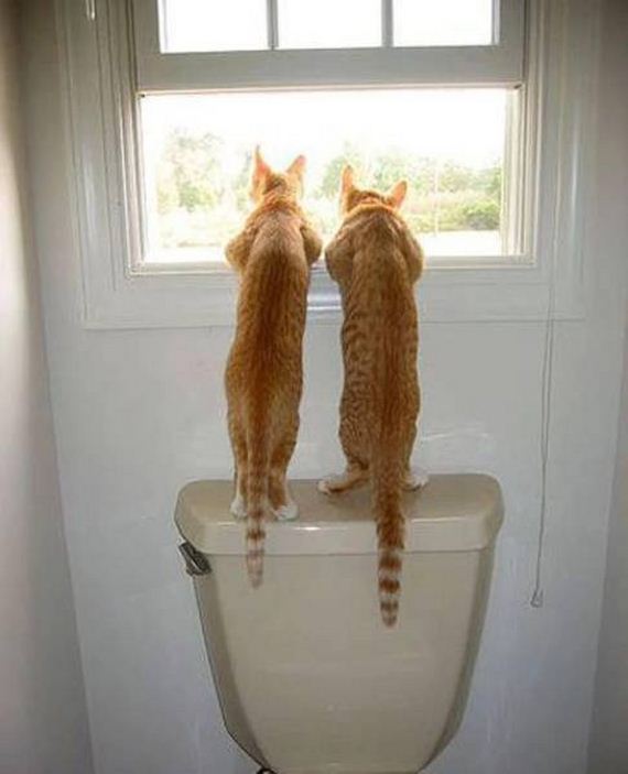 funny-pictures-1152