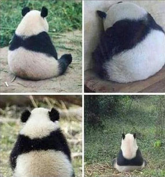 funny-pictures-1155