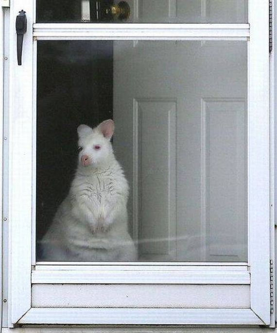 funny-pictures-1155