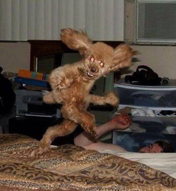 funny-pictures-1155