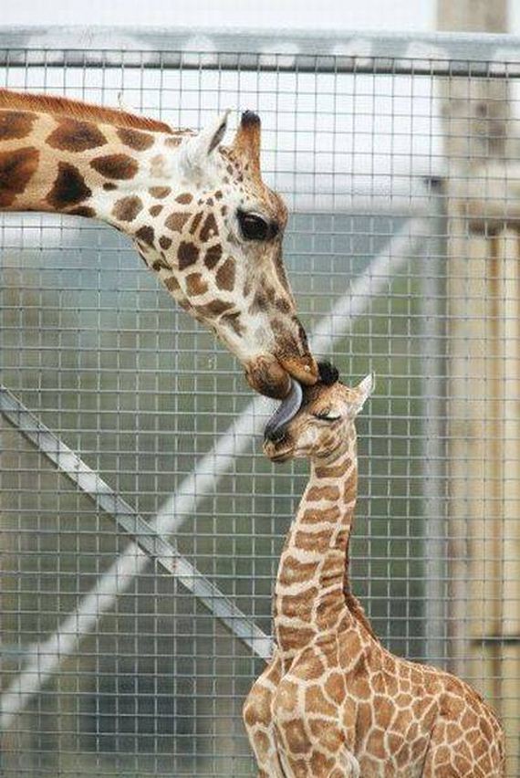 funny-pictures-1155