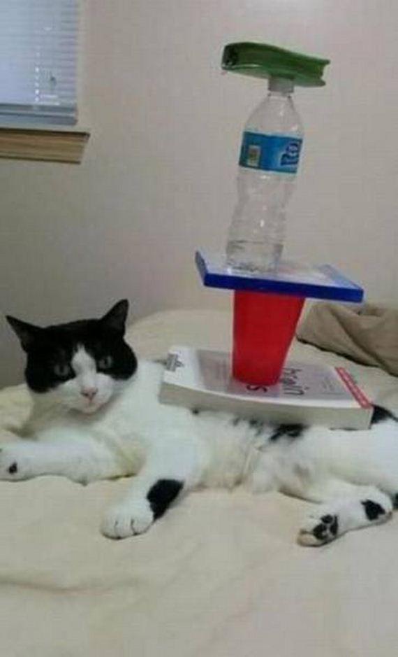funny-pictures-1155