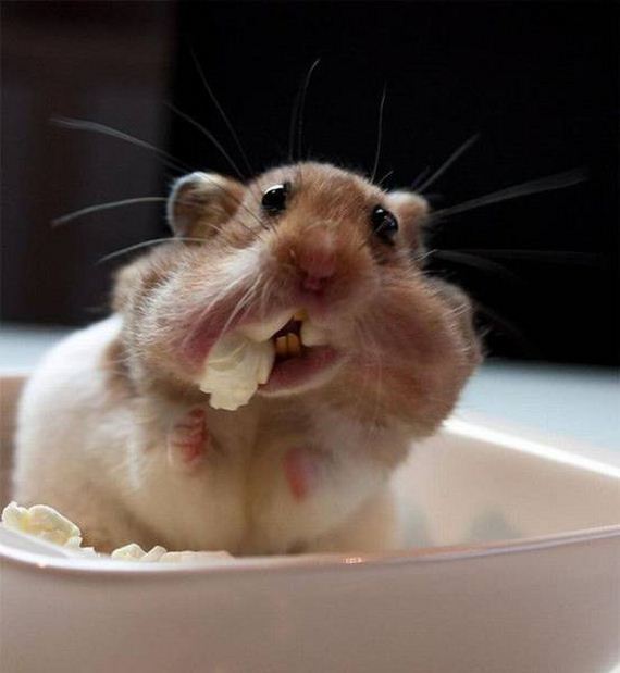 funny-pictures-1155