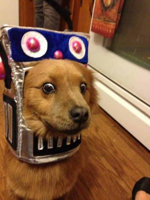 funny-pictures-1156
