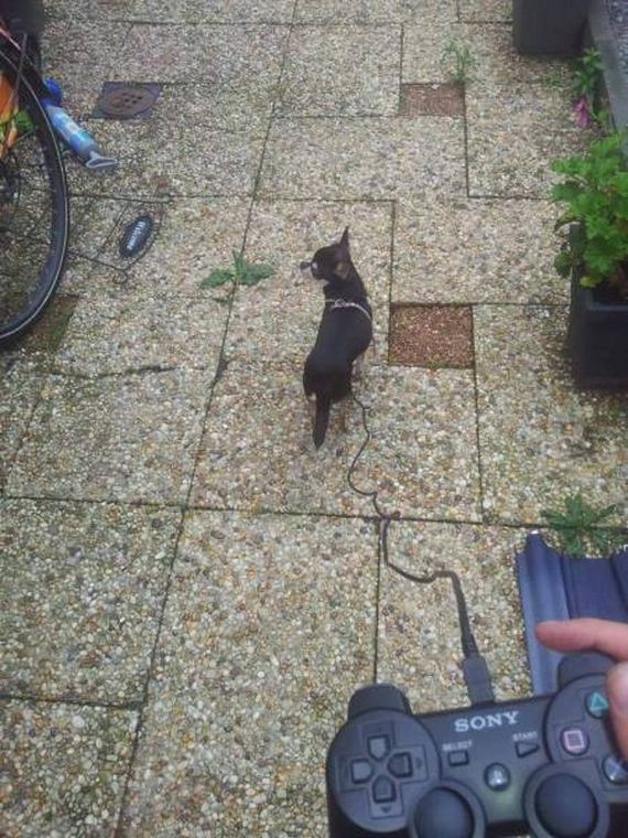 funny-pictures-1156