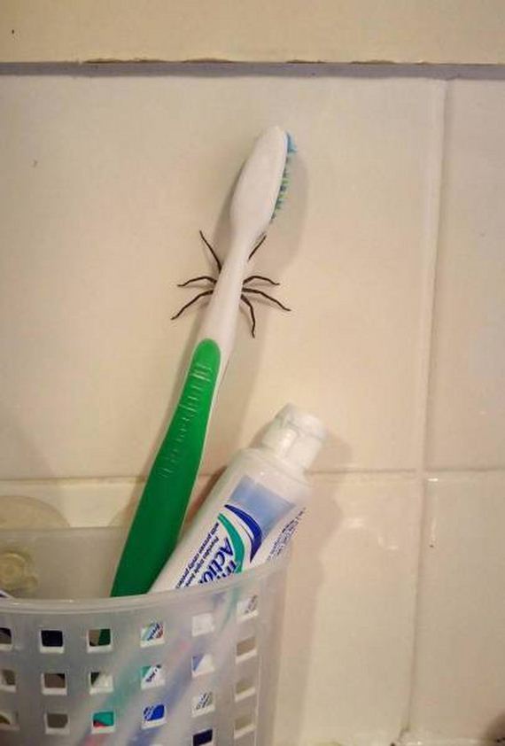 funny-pictures-1156