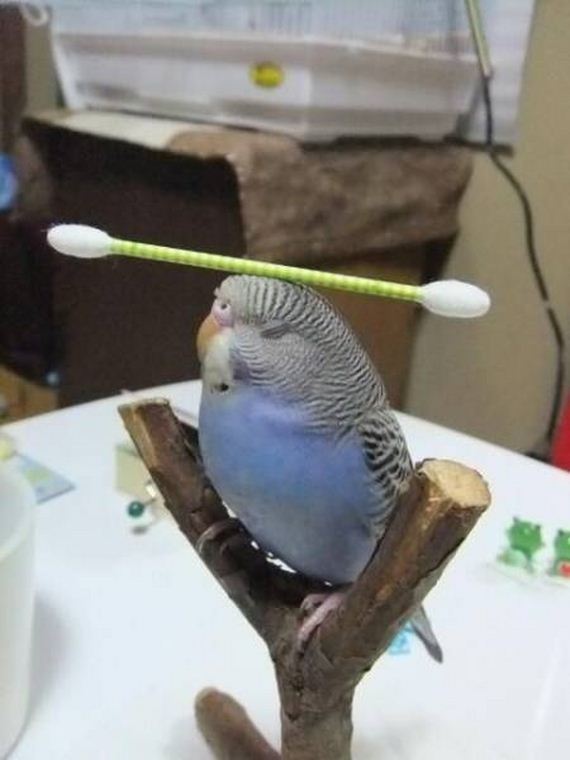 funny-pictures-1156