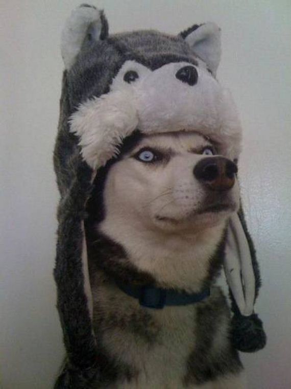 funny-pictures-1158