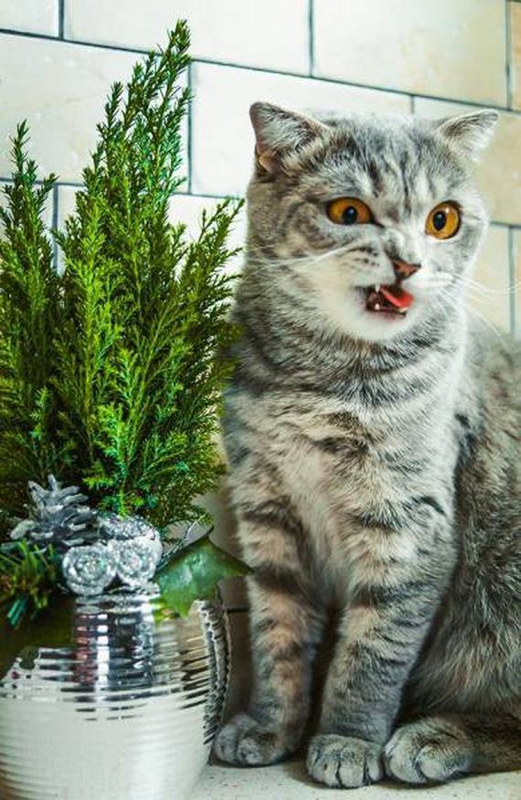 funny-pictures-1158