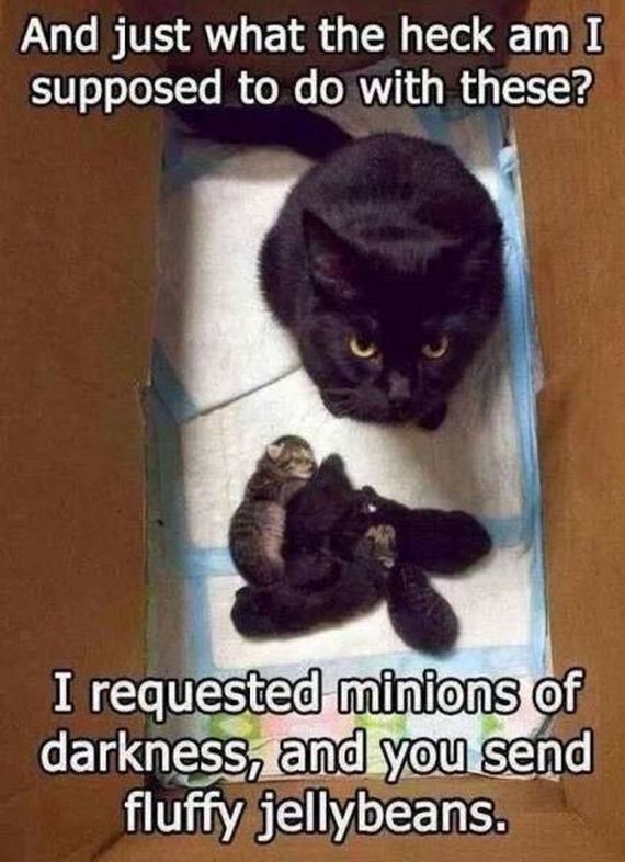 funny-pictures-1158