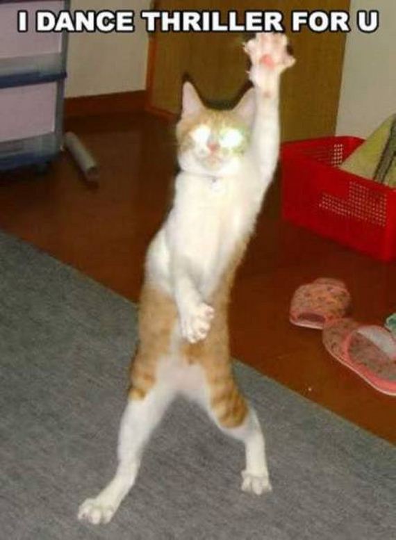 funny-pictures-1158