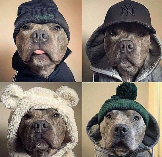 funny-pictures-1160
