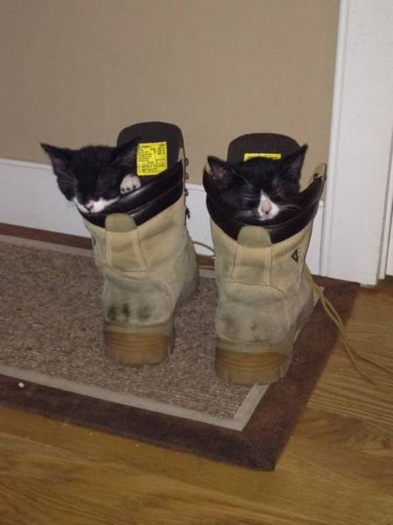 funny-pictures-1161
