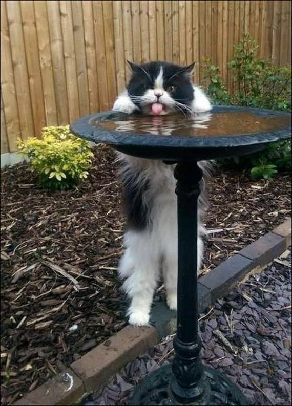 funny-pictures-1164