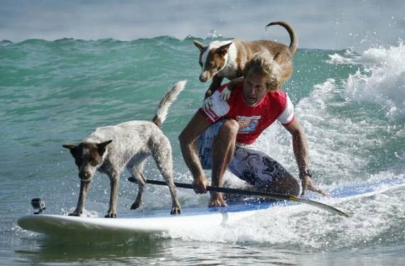 funny-pictures-1168