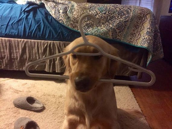 funny-pictures-1170