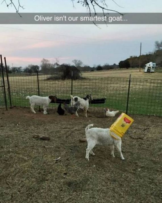 funny-pictures-1170