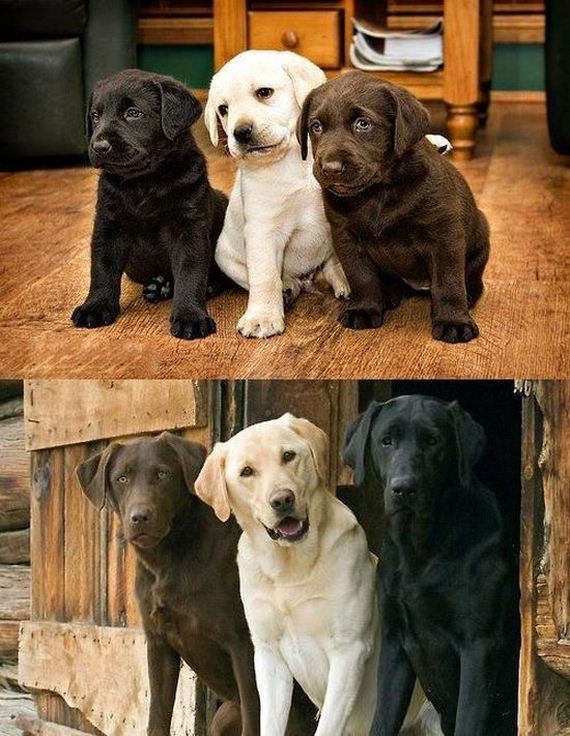 funny-pictures-1172