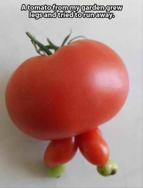 funny-pictures-1172