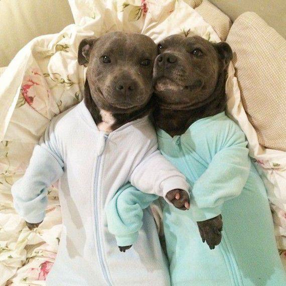 funny-pictures-1172