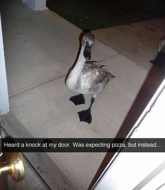 funny-pictures-1172