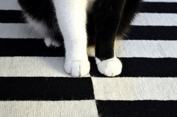 funny-pictures-1174