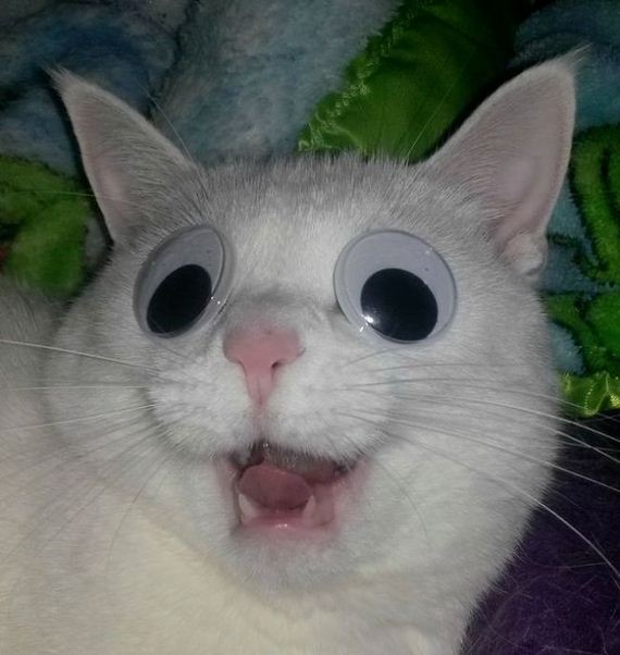 funny-pictures-1174