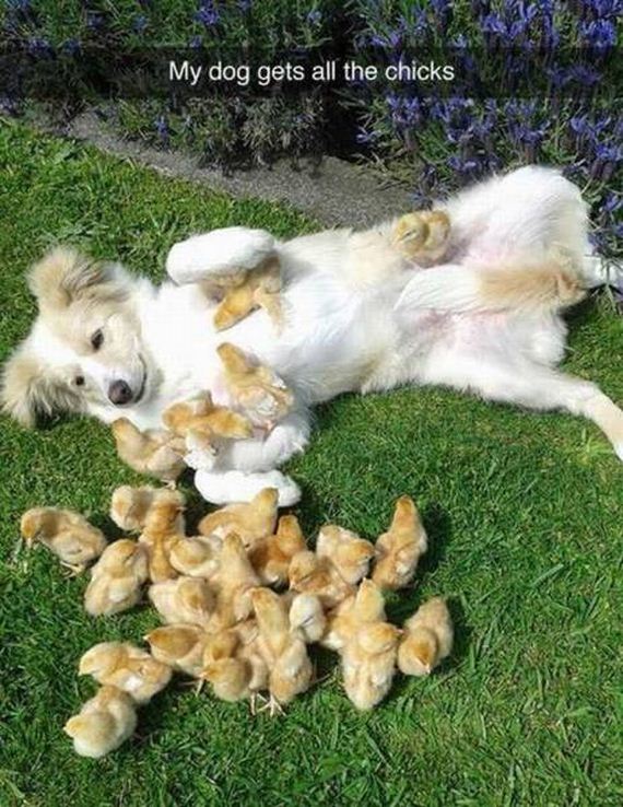 funny-pictures-1174