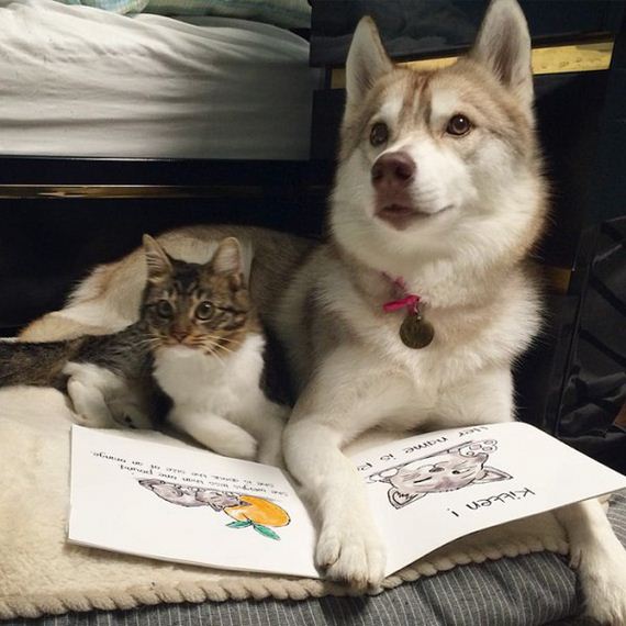 huskies-rescue-kitten-cat